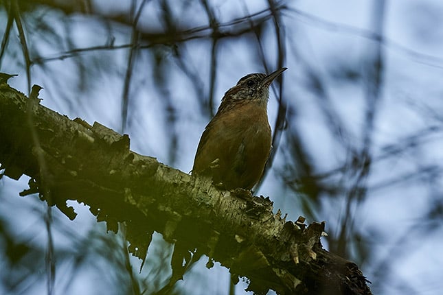 RAW Edit (via Capture One) FE 200-600mm f/5.6-6.3 G: 600mm, f/6.3, 1/1250s, ISO 1250