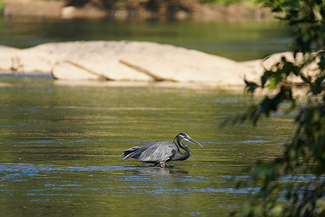 FE 200-600mm f/5.6-6.3 G: 600mm, f/6.3, 1/640s, ISO 5000