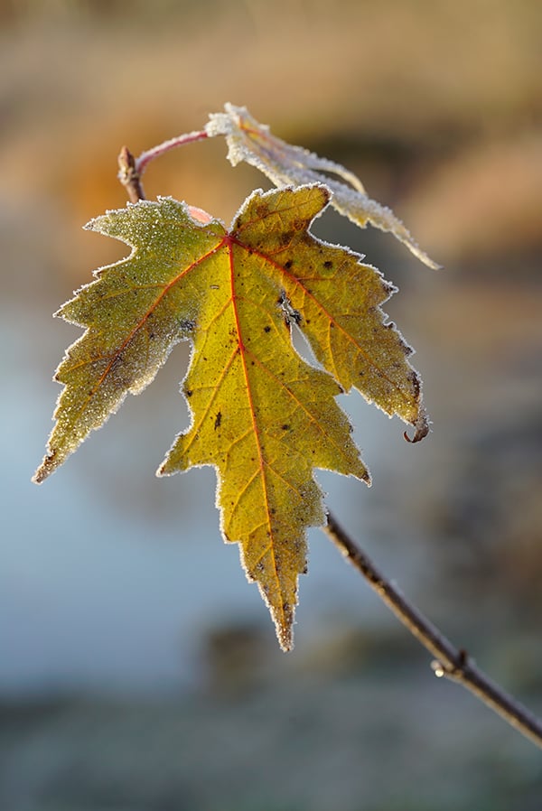 Sony A7S II Field Test -- Gallery Image