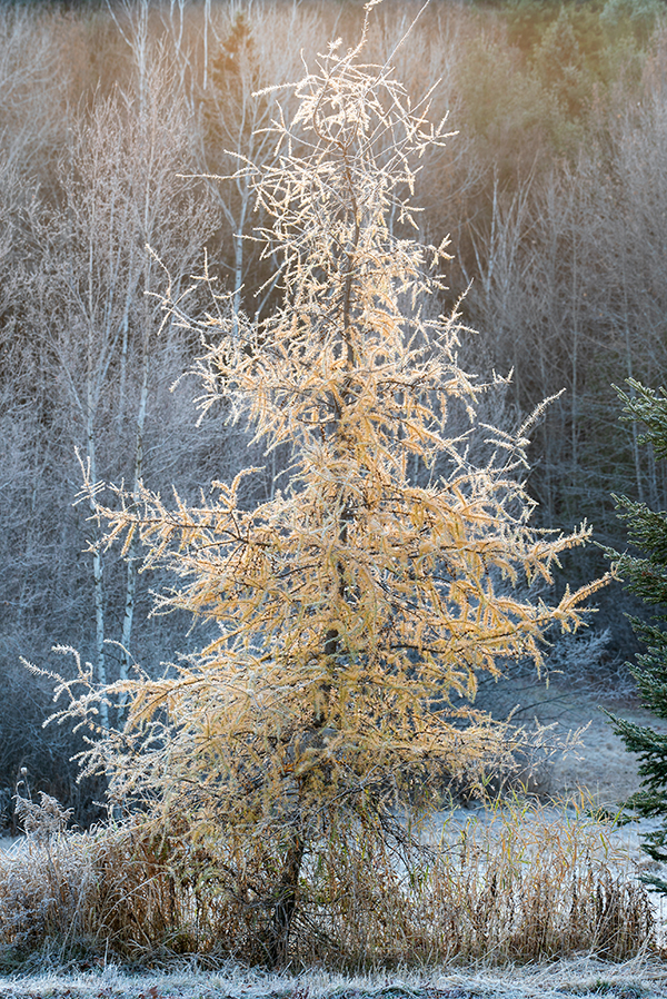 Sony A7S II Field Test -- Gallery Image