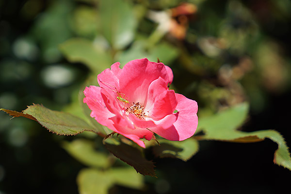 Sony A7S Review - Gallery Image