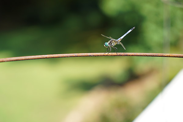 Sony A7S Review - Gallery Image