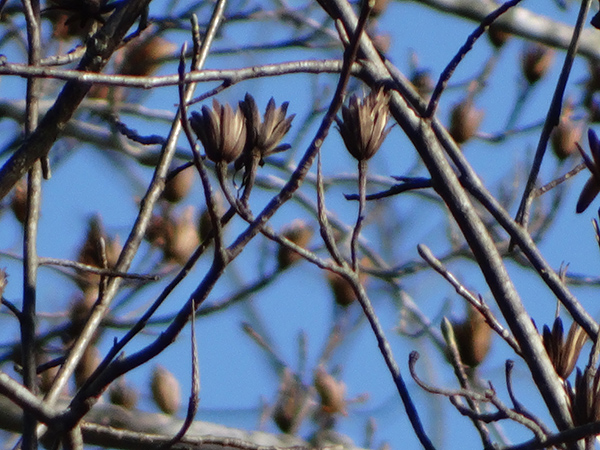 Sony HX300 Review -- Sample image